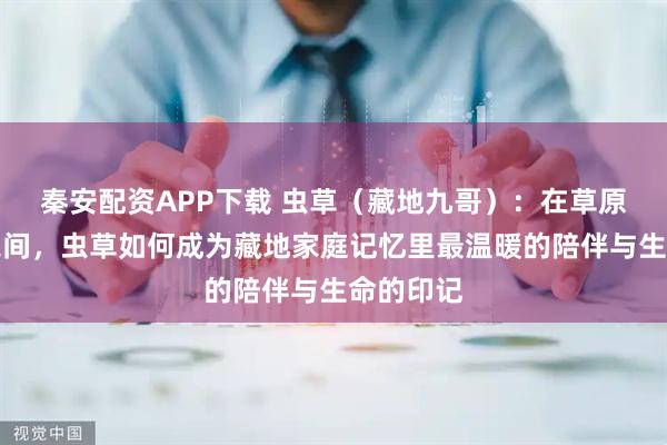 秦安配资APP下载 虫草（藏地九哥）：在草原与雪山之间，虫草如何成为藏地家庭记忆里最温暖的陪伴与生命的印记